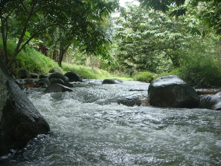 Congkak River - nature, beauty, tree, congkak river