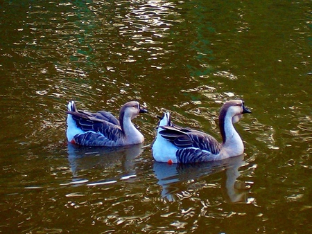 Beautiful Girls - two, ducks, beautiful blue, lovely, pond