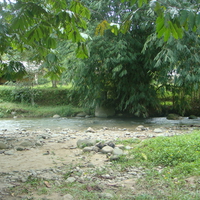 Bamboo Tree