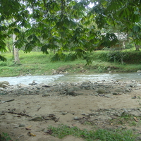 River & Tree