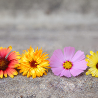 Colorful flowers