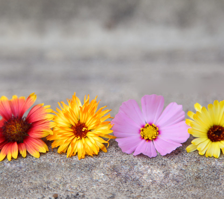 Colorful flowers - beautiful, colorful, four, flowers, lovely