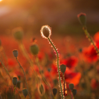 Poppy Bud