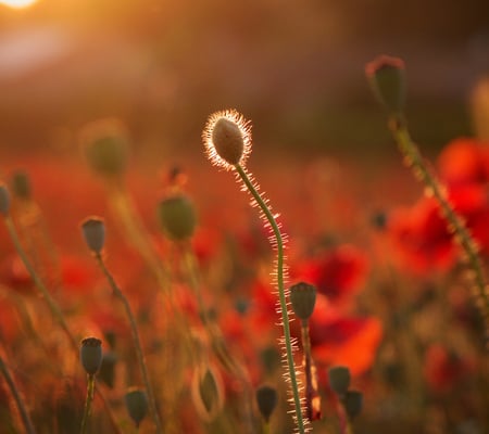 Poppy Bud - nature, sunlight, red, sun, scenery, flowers, scene, poppy