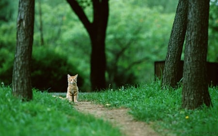 Waiting.... - cat, beautiful, waiting, tree, grass, lovely