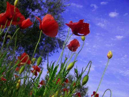 Remember summer - poppies, image, beauty, flowers, popular, nature, red, sky, wild