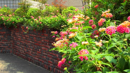 Blooming Flowers - brick wall, blooming flowers, colourful, graceful