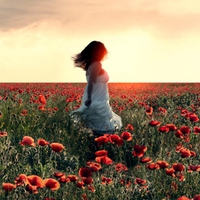 poppy field