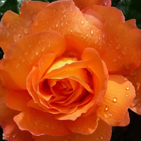 Orange Rose