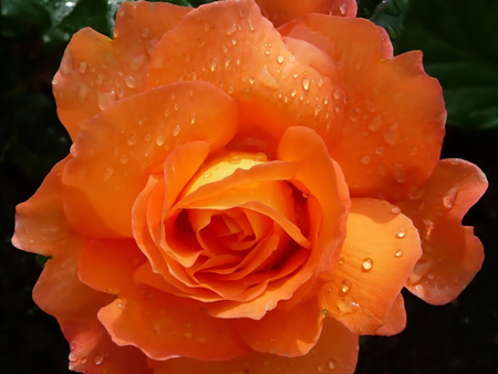 Orange Rose - nature, beautiful, photography, rose, flower, orange rose