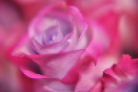 Delicate - nature, pink, delicate, flowers, rose