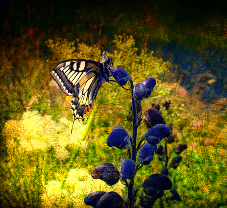 Blue beauty - beauty, butterfly, animals, blue