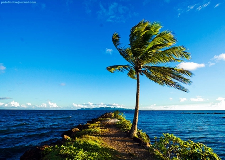 Alone in Fiji - blue, pacific, island, ocean, sky, palm tree