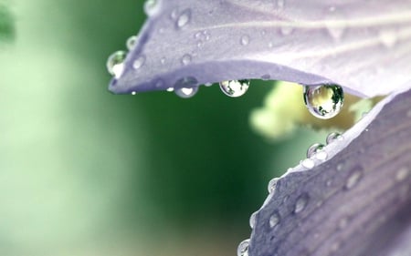 wet flower - nature, beautiful, dew, widescreen, flower