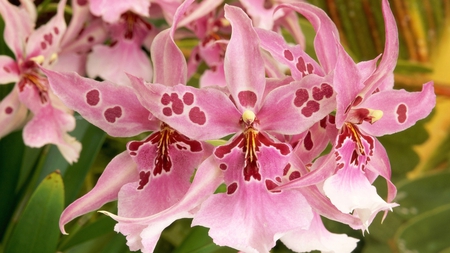 PINK FLOWER - hd, flower, nature, pink