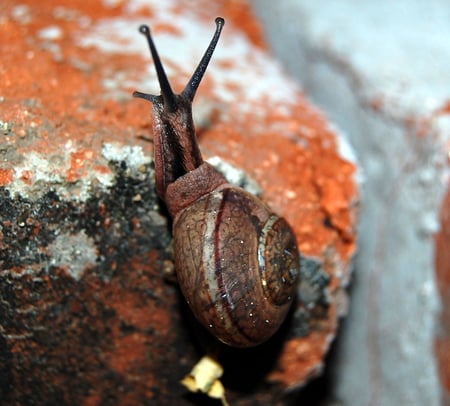 AT SNAILS SPACE - brown, veins, snail, moving