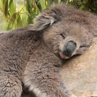 Siesta
