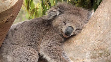 Siesta - sleeping, de una, bear, furry, dream, siestita, es la hora, tree, koala