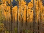 A Cluster of Aspen Trees