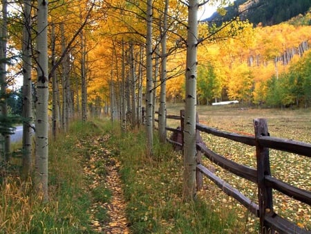 Walking Along  in a Trail - leaves, trees, fence, trail