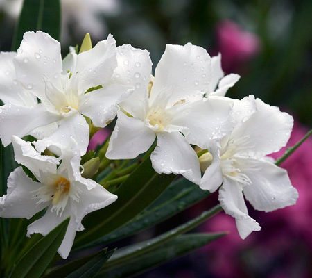 Beautiful White Flowers