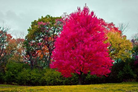 red tree - nature, trees, red, colors, grass