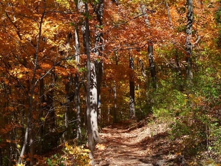 Go Walking Along - dirt, leaves, path, trees