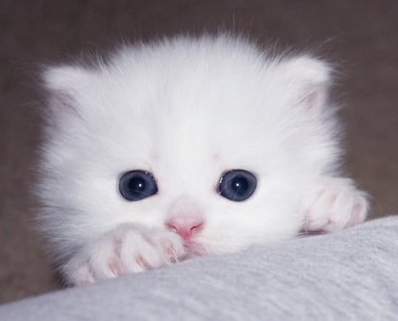 sweet little persian for Catwoman - persian, pet, white, kitten, adorable