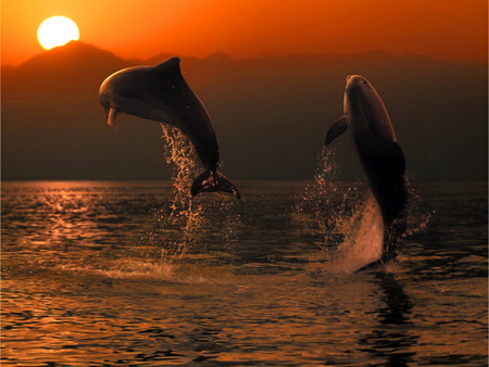 Over the sea - nature, ocean, whale, fish, sunset, jump, sea