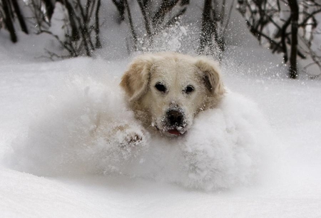 puppy for Ramya - nature, puppy, snow, winter, running