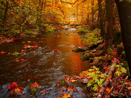 Autumn peacefull - nature, autumn, fall, forest, river, peacefull, creek