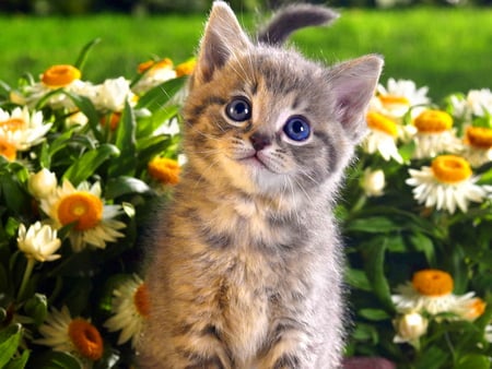 Among flowers - curious, sweet, cat, flowers, animal, nature, kitten, cute, adorable, floral, kitty