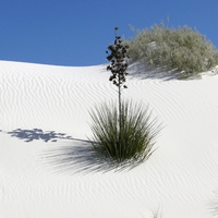 Smooth White Sand