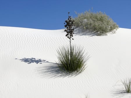 Smooth White Sand - sand, white, sky, weed