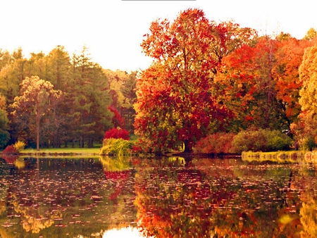 Bloody autumn - colors, reflection, bloody, fall, river, nature, autumn, red, golden