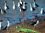 Llanos-Birds-and-Iguana