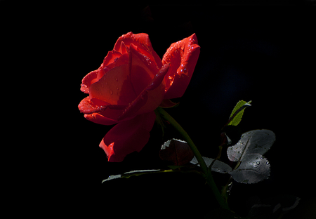 Just beautiful - beauty, water drops, light, wonderful, rose, amazing, beautiful, leaves, flower