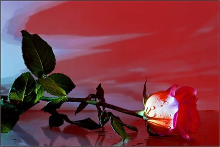 Wonderful rose - beauty, water drops, beautiful, leaves, wonderful, rose, flower