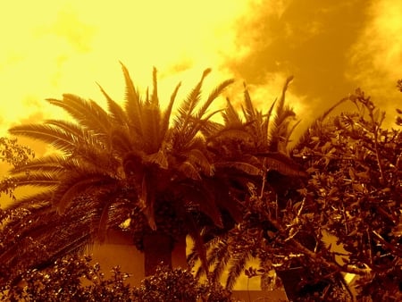 Wild Palms - hdr, palms, sunset, sky