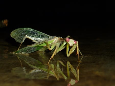 Mantis - mantis, nature, green, bugs