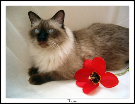 two beauties - beauties, tulip, cat, persian