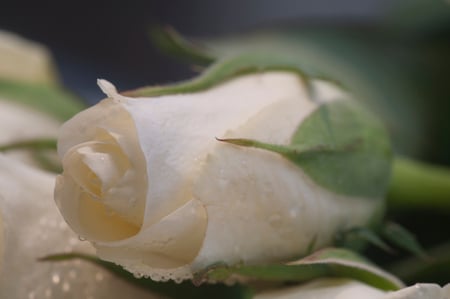 Tender - flowers, tender, still life, rose