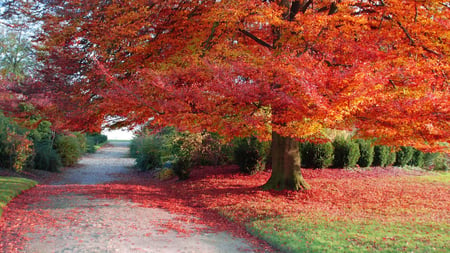 sprinkled with red - nature, fall, autumn, photography