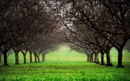 day at the park - photography, trees, nature, grass