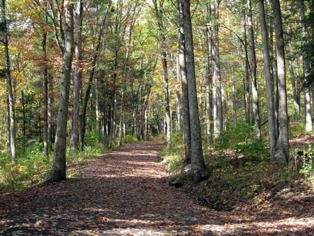 Wallk Along the Trail - shadows, trees, trail, light