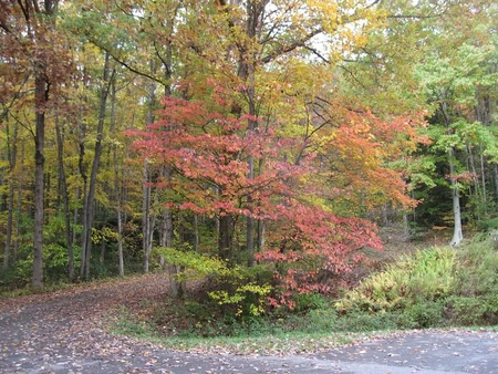 Around the Bend - leaves, trees, road, autumn