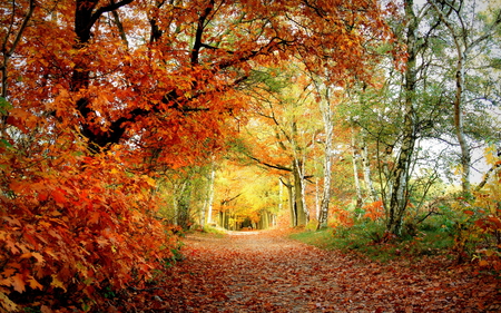 Autumn - pretty, calm, scenery, amazing, landscape, great, grass, forest, walk, leaves, path, view, nice, trees, beautiful, photography, road, beauty, colors, lovely, cool, tree, fall, nature, season, autumn, park