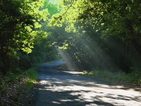 Ray of Sunlight - leaves, trees, sun, light