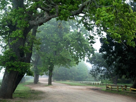 Shadow of the Greens, Stellenbosch - sky, leaves, trees, road