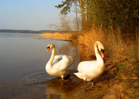 Summer's  end - pair, swans, lake, autumn, trees, gold